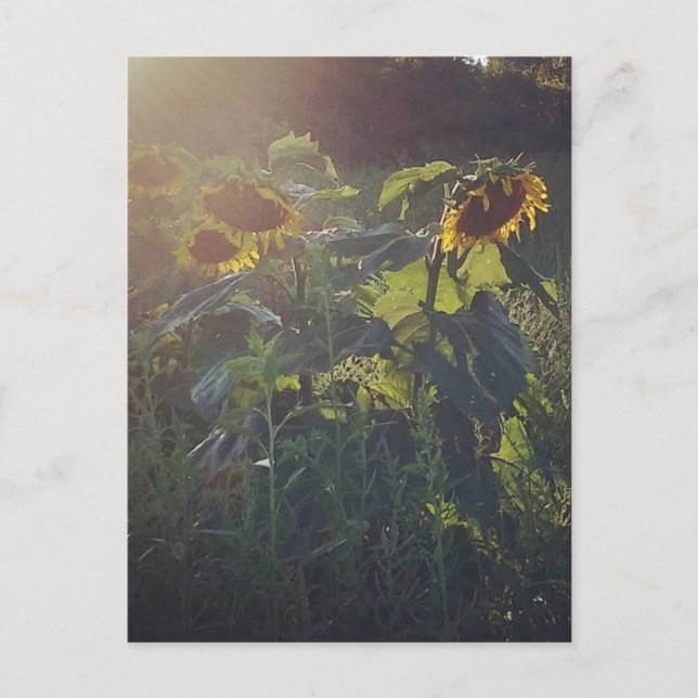 Postal Girasoles (Anverso)