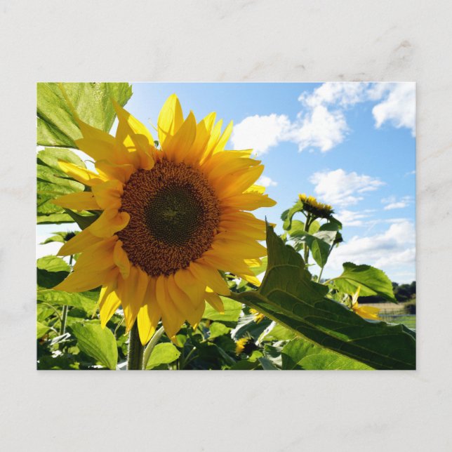 Postal Girasoles (Anverso)