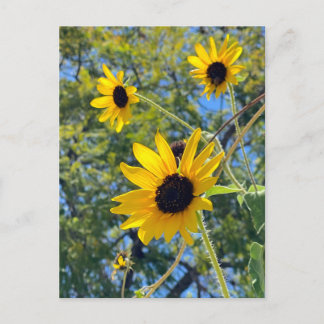 Postal Girasoles