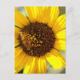 Postal Girasoles 