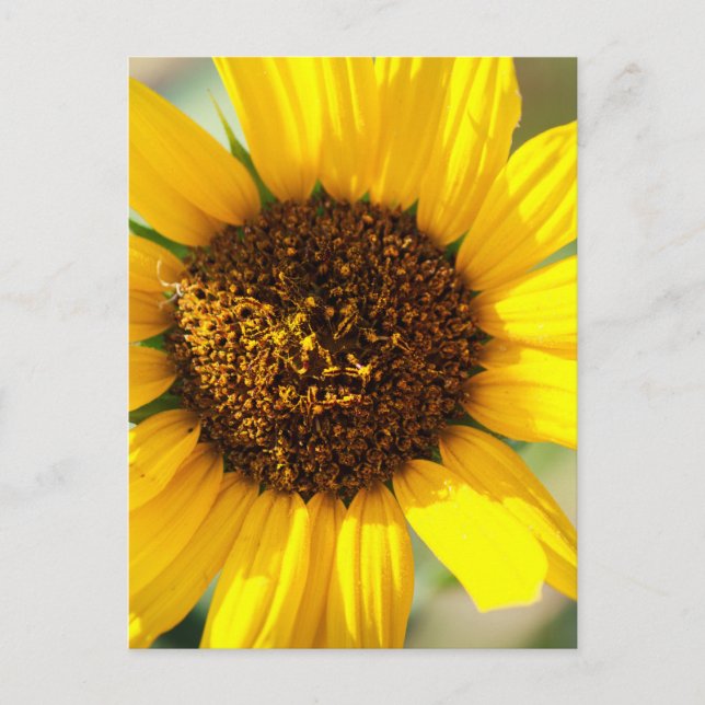 Postal Girasoles  (Anverso)