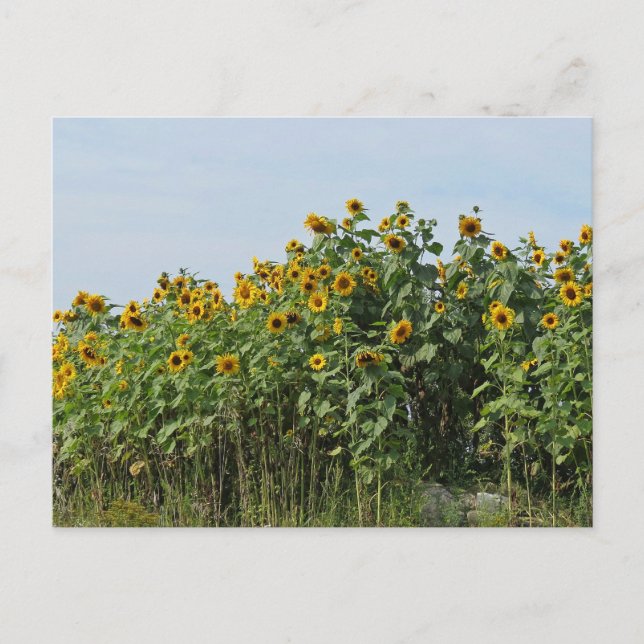 Postal Girasoles (Anverso)