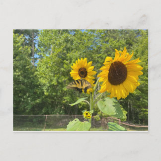Postal Girasoles