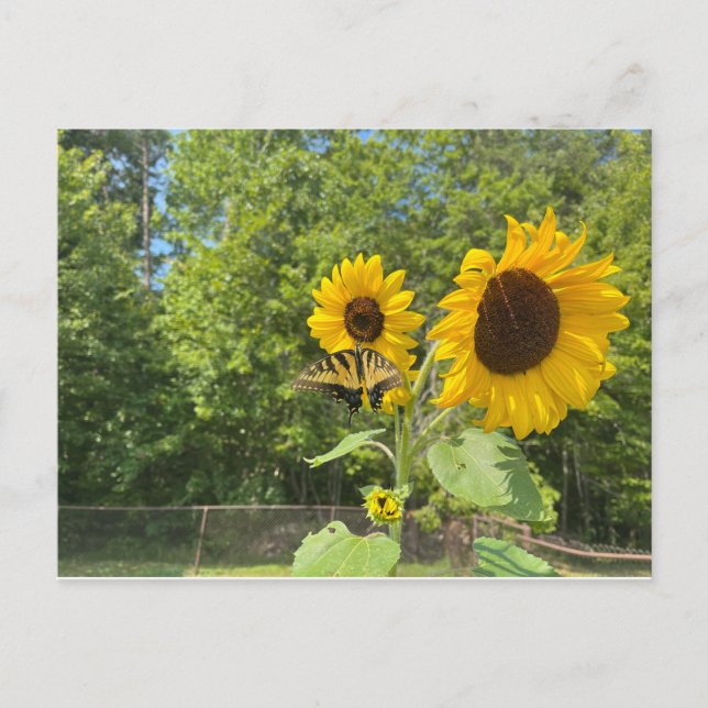 Postal Girasoles (Anverso)