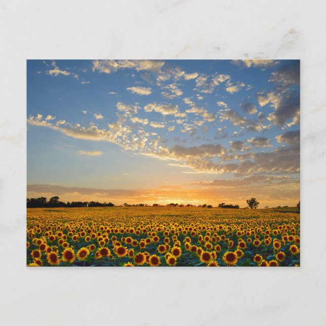 Postal Girasoles al atardecer (Anverso)