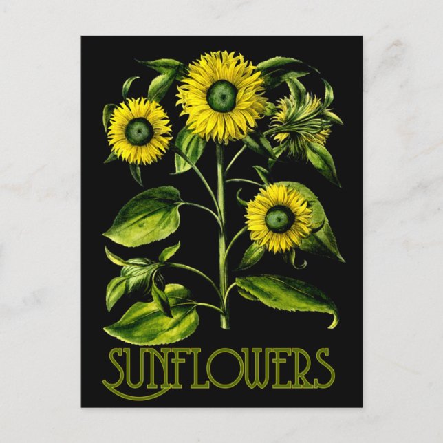 Postal Girasoles botánicos Dusky Postcard 2 (Anverso)