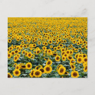 Postal Girasoles, campo de Wisconsin
