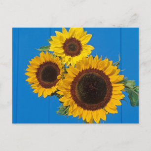 Postal Girasoles contra cerca azul