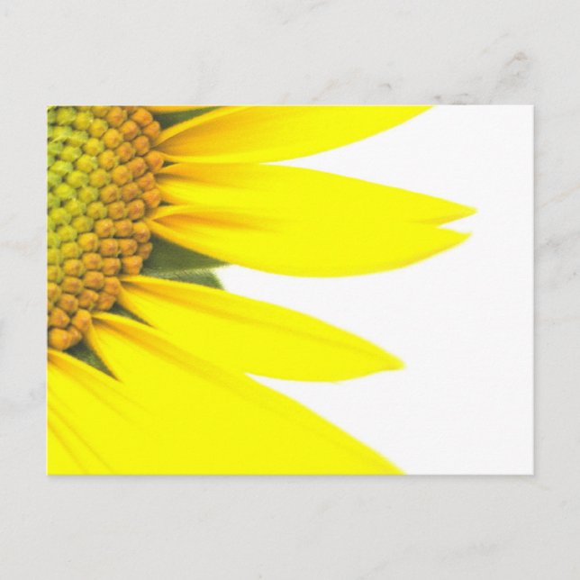 Postal Girasoles de primavera (Anverso)