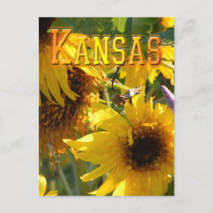 Postal Girasoles del oso de peluche: Kansas