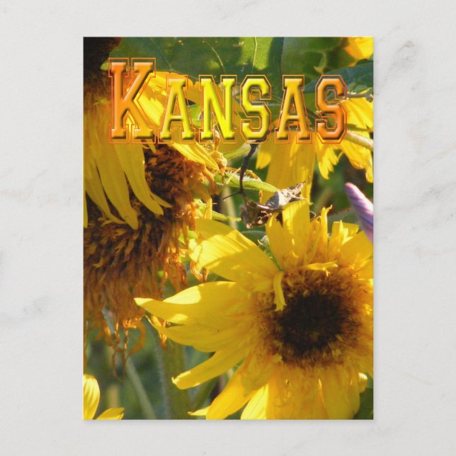 Postal Girasoles del oso de peluche: Kansas (Anverso)