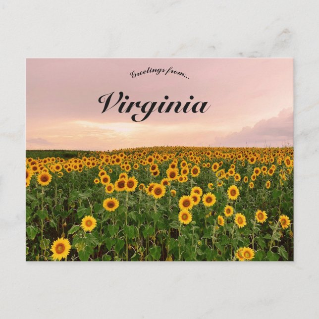Postal Girasoles en Virginia (Anverso)