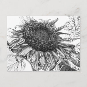 Postal Girasoles Gigantes Arte Vintage en Blanco y Negro