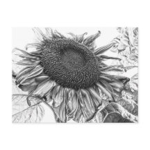 Girasoles Gigantes Arte Vintage en Blanco y Negro