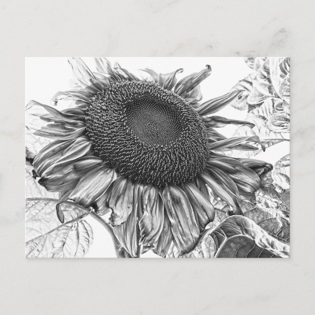 Postal Girasoles Gigantes Arte Vintage en Blanco y Negro (Anverso)