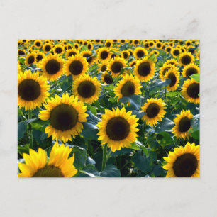 Postal Girasoles (himawari): Japón