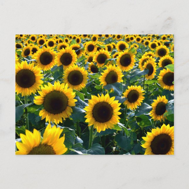 Postal Girasoles (himawari): Japón (Anverso)