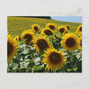 Postal Girasoles toscanos2