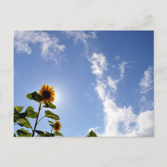 Postal Girasoles y Sol (Anverso)