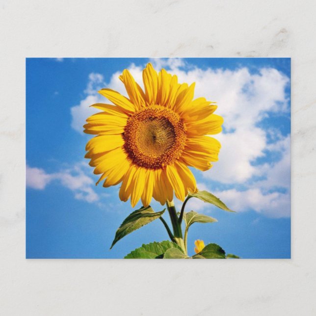 Postal Girassol - Cuatro girasoles (Anverso)