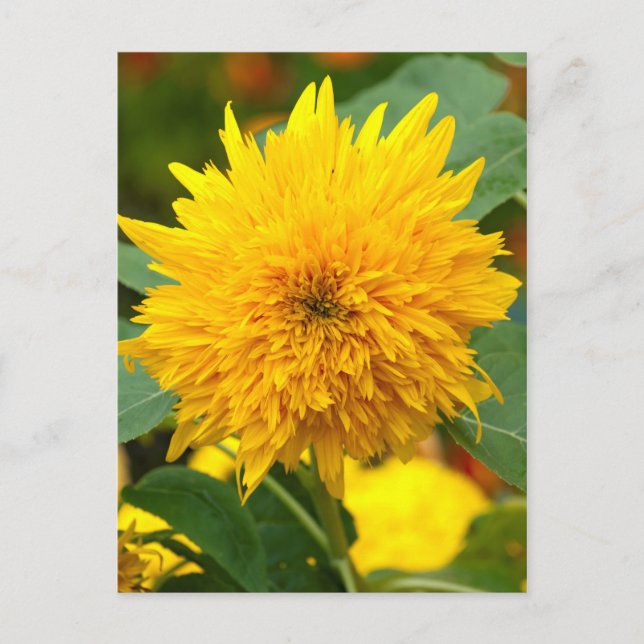 Postal Giro antes del florecimiento (Anverso)