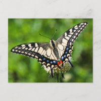 Giro de tigre occidental (Papilio rutulus)