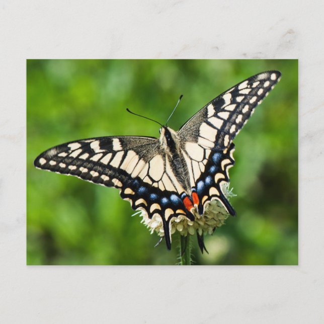 Postal Giro de tigre occidental (Papilio rutulus) (Anverso)
