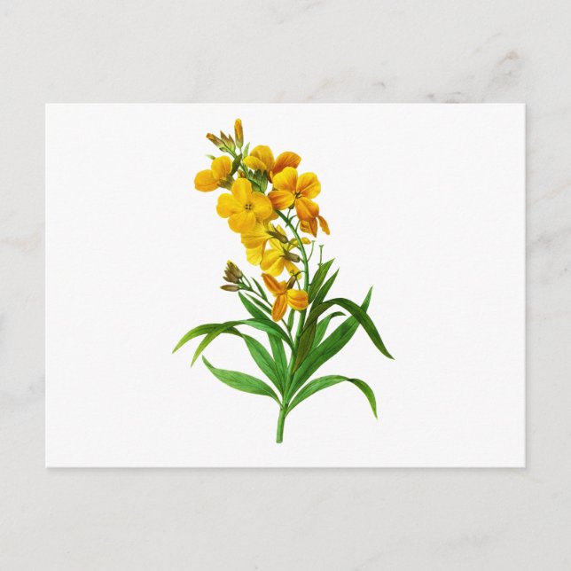 Postal Giroflee Jaune por Pierre Joseph Redoute (Anverso)