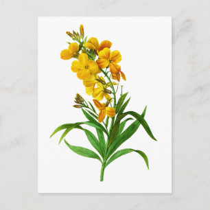 Postal Giroflee Jaune por Pierre Joseph Redoute