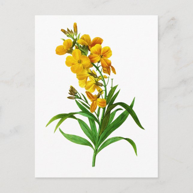 Postal Giroflee Jaune por Pierre Joseph Redoute (Anverso)