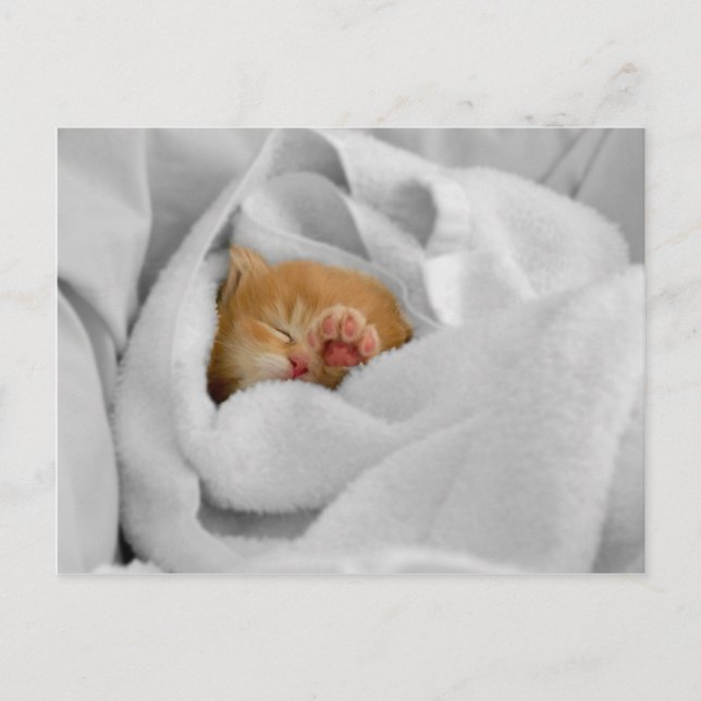 Postal Gizmo (Anverso)