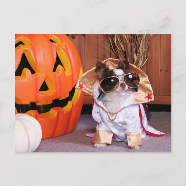 Postal Gizmo - Chihuahua - Thomas (Anverso)