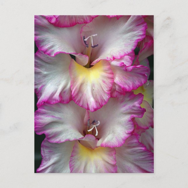 Postal Gladiola belleza floral            (Anverso)