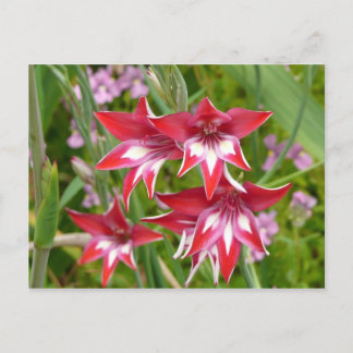 Postal Gladiolas Rojo y Blanco Botánico