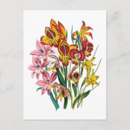 Postal Gladioli