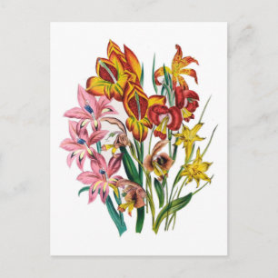 Postal Gladioli