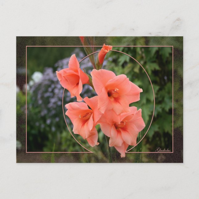 Postal Gladiolus (Anverso)