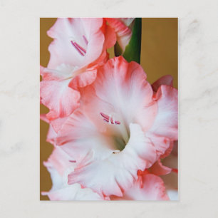Postal Gladiolus