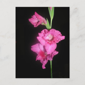 Postal Gladiolus bizantino