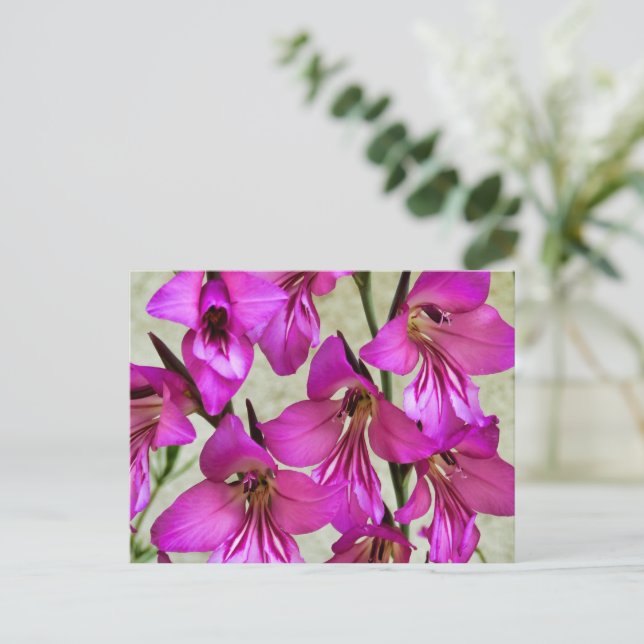 Postal Gladiolus bizantino (Anverso de pie)