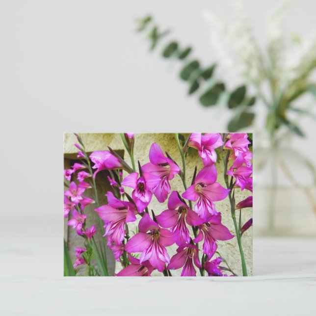 Postal Gladiolus bizantino (Anverso de pie)