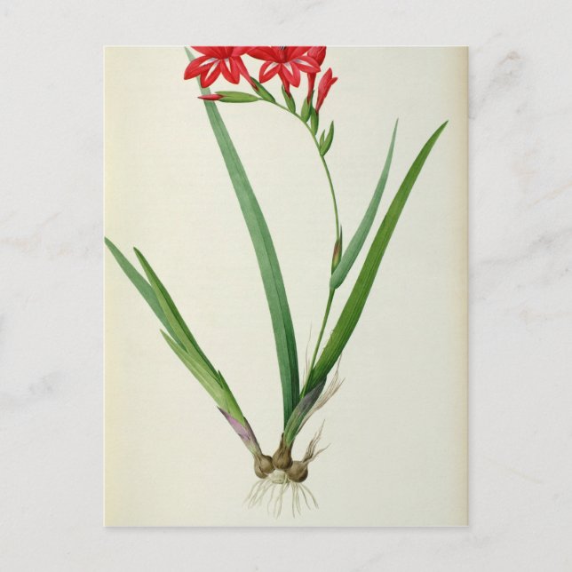 Postal Gladiolus Cardinalis, de "Les Liliacees", 1805 (Anverso)