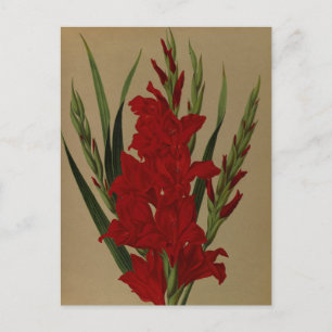 Postal Gladiolus Gandavensis. Var. Brench Leyensis
