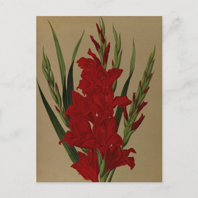 Postal Gladiolus Gandavensis. Var. Brench Leyensis (Anverso)