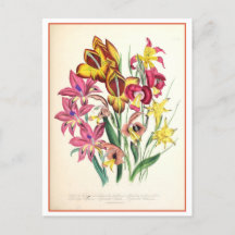 Gladiolus Ilustracion Botánico Vintage