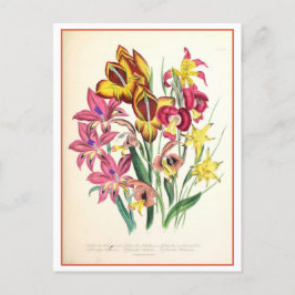 Postal Gladiolus Ilustracion Botánico Vintage