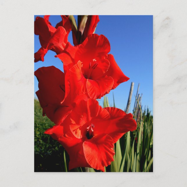 Postal Gladiolus Rojo Y El Cielo Azul (Anverso)