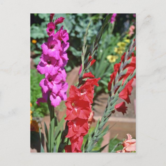 Postal Gladiolus Rojo Y Rosa Aplaude flores (Anverso)
