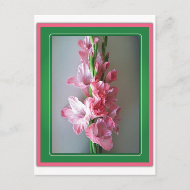 Postal Gladiolus rosado (Anverso)