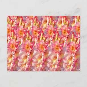 Postal Gladiolus rosado